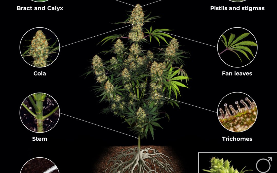 Cannabis Flower Anatomy: Understanding the Parts of a Cannabis Bud