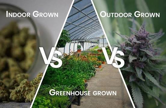 Indoor vs Outdoor vs Greenhouse Cannabis: What’s the Difference?