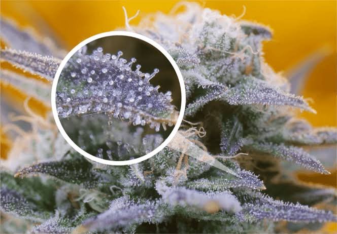 THC Flower Trichomes: What They Are, Why They Matter & How to Read Them