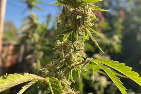 THC Flower Troubleshooting UK: Common Problems & Solutions.