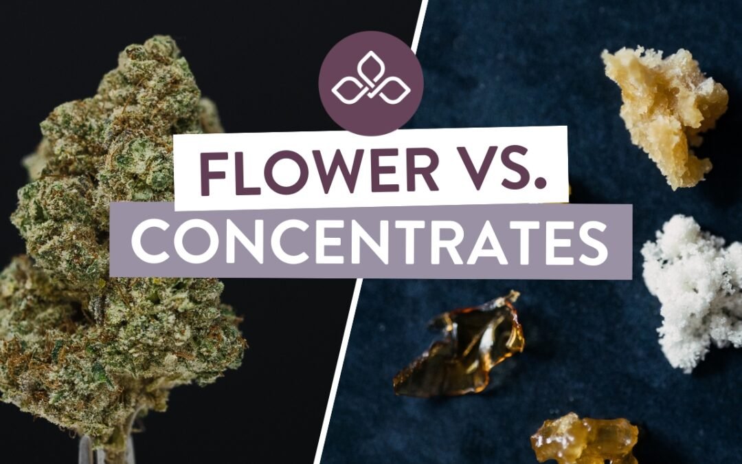 THC Flower vs THC Concentrates UK: What’s the Difference?