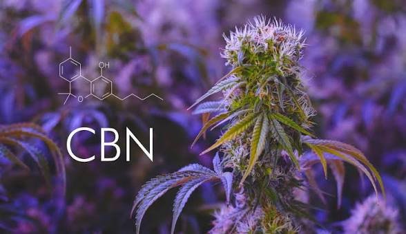 CBN UK: What Is Cannabinol, Effects, Uses, CBD Comparison & UK Law