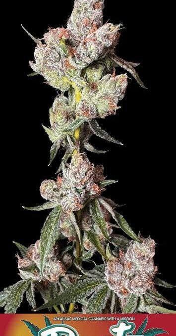 runtz strain